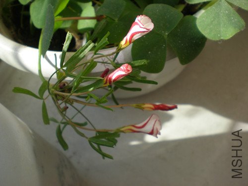 P2180199_����.jpg