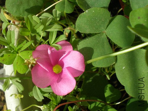 P2180209_����.jpg