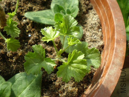P2180195_����.jpg