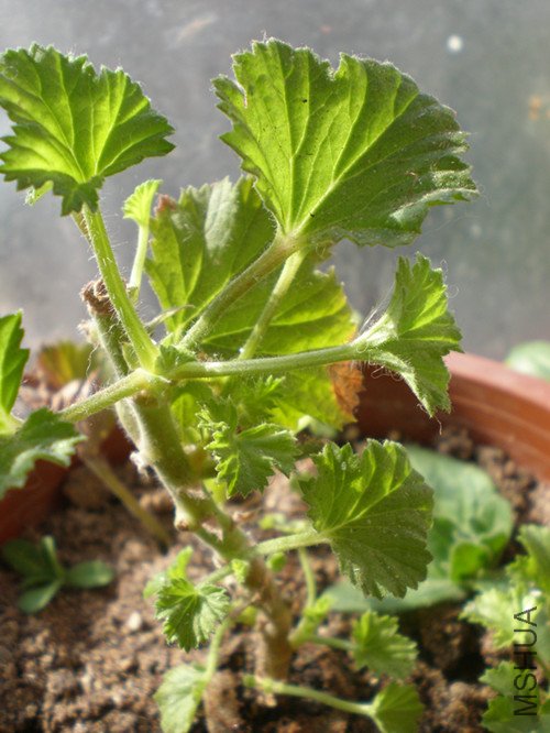 P2180197_����.jpg
