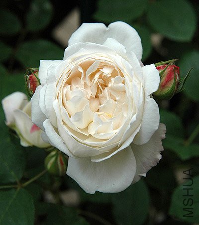 ����˹�ش���ã�Winchester Cathedral��.jpg