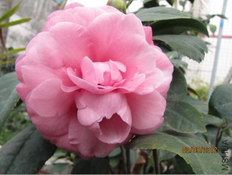 δ����2012.02.18-03.jpg