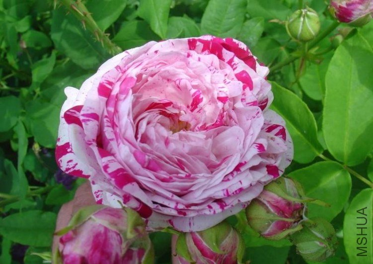 ץ��������(Variegata di Bologna).jpg