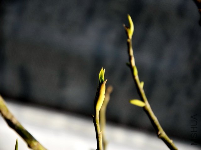DSC_0308.jpg