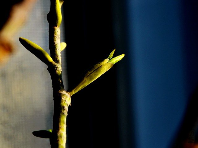 DSC_0310.jpg