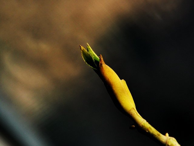 DSC_0311.jpg