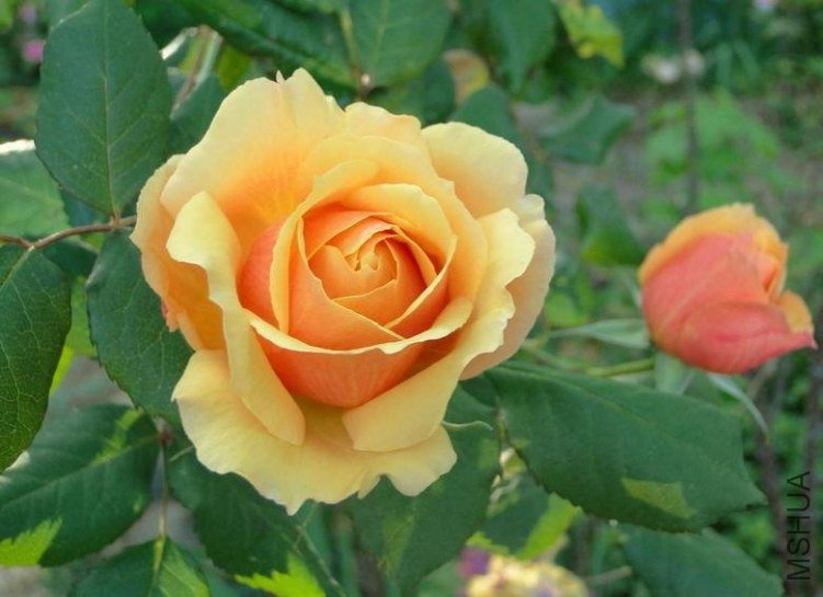 ������About Face��.jpg