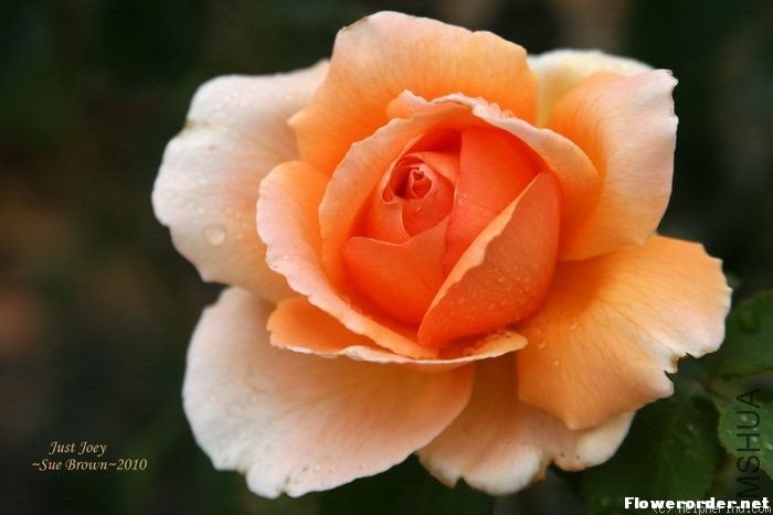 ������(just joey).jpg