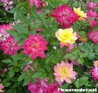 Ӥ��������ᣨBaby Masquerade��.jpg