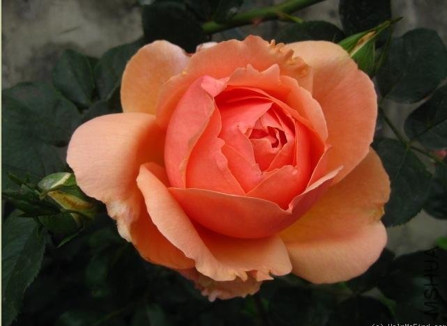 �˼����ã�Heaven on Earth��2.jpg