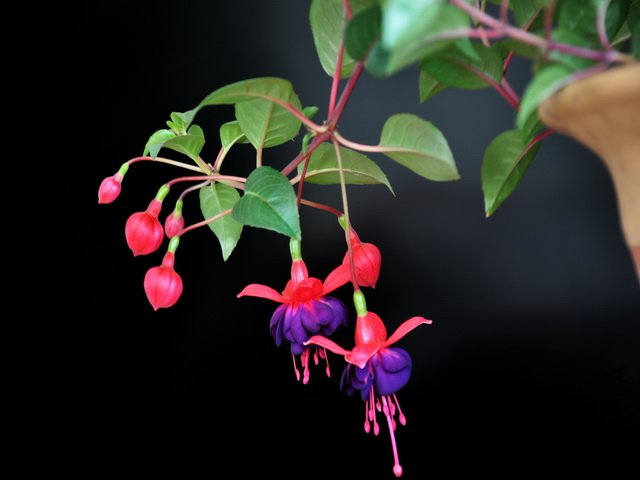 DSC_0323.jpg