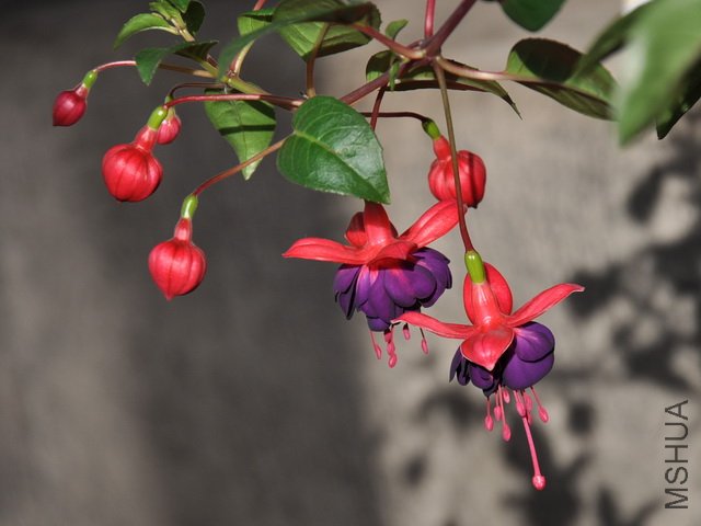 DSC_0326.jpg