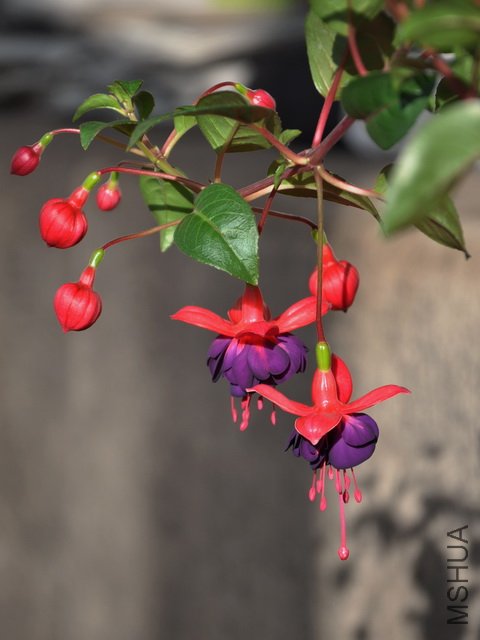 DSC_0327.jpg