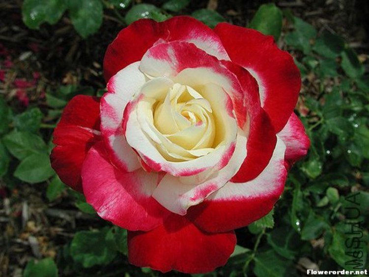 ��˫ϲ��Double Delight ��.jpg