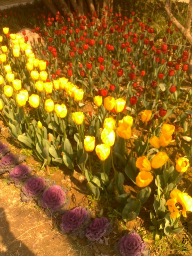 20120219296.jpg