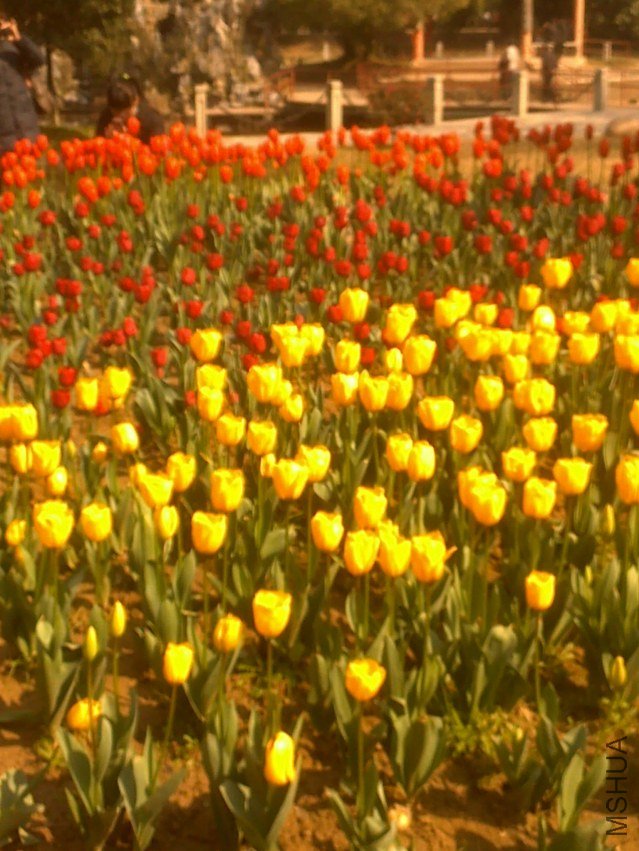 20120219298.jpg