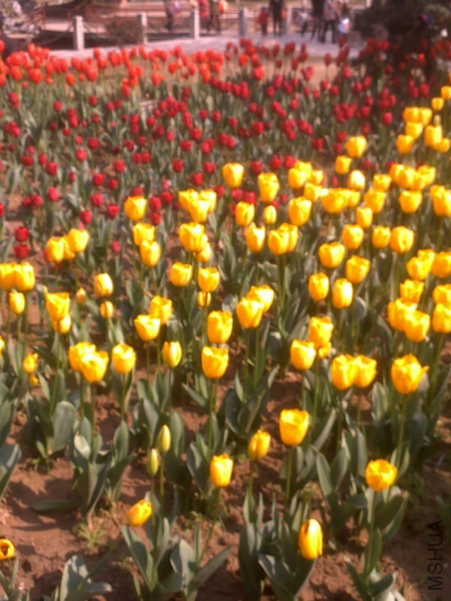 20120219299.jpg