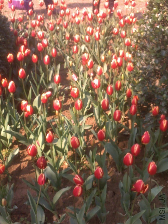 20120219305.jpg