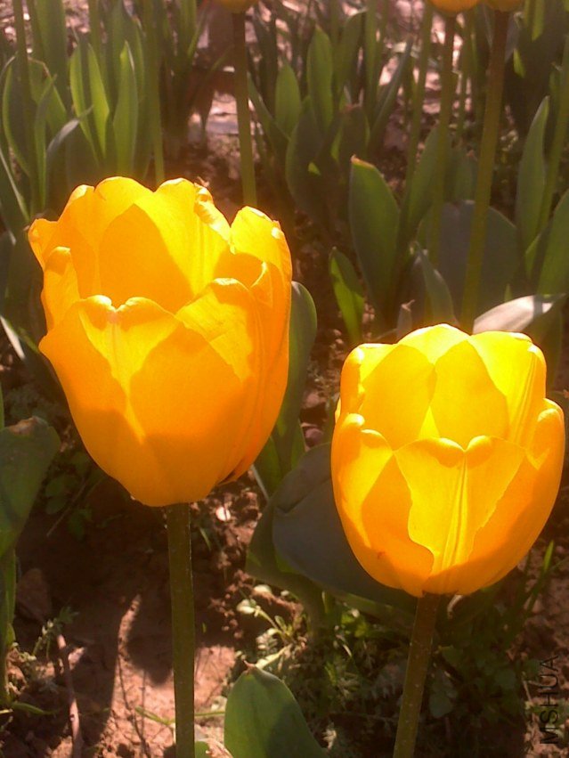 20120219308.jpg