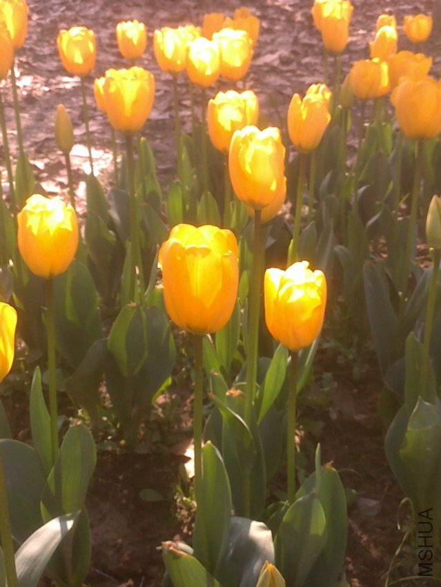20120219309.jpg
