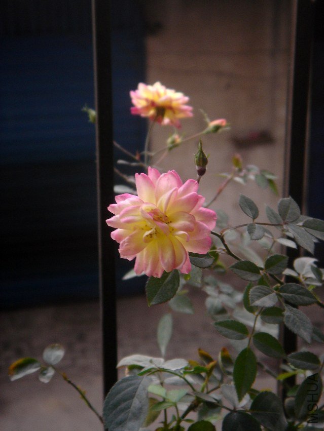 DSC03448.JPG