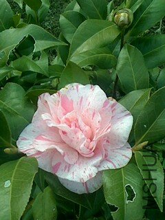 IMG1210154600.jpg