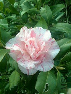 IMG1210154601.jpg