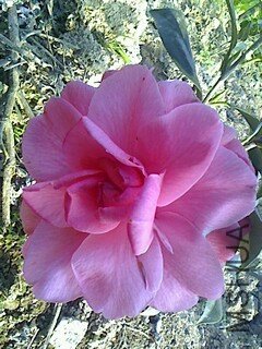 IMG1210155700.jpg