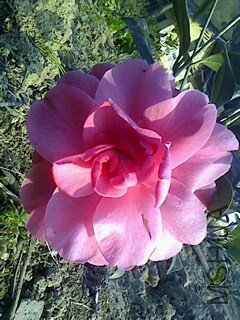 IMG1210155600.jpg