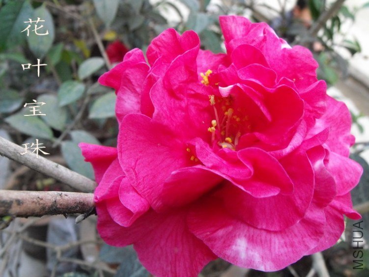 DSCF0728.jpg