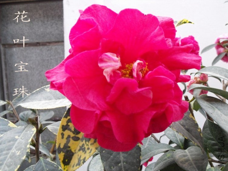 DSCF0729.jpg