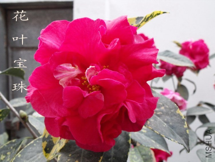 DSCF0730.jpg