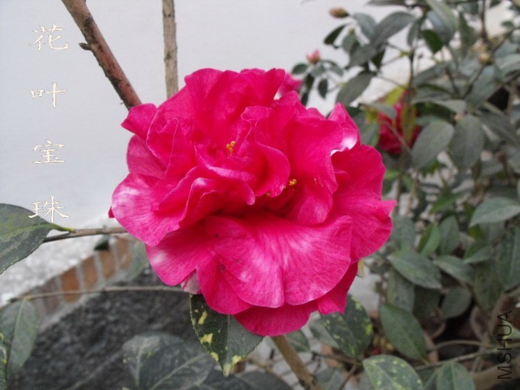 DSCF0731.jpg