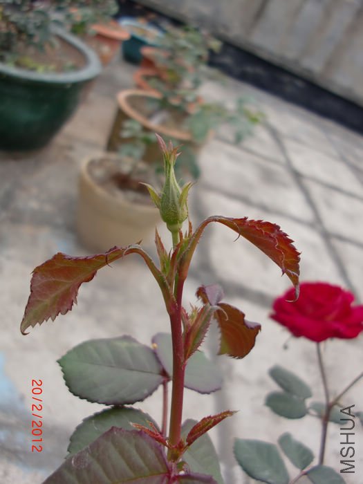 nEO_IMG_CIMG4013.jpg