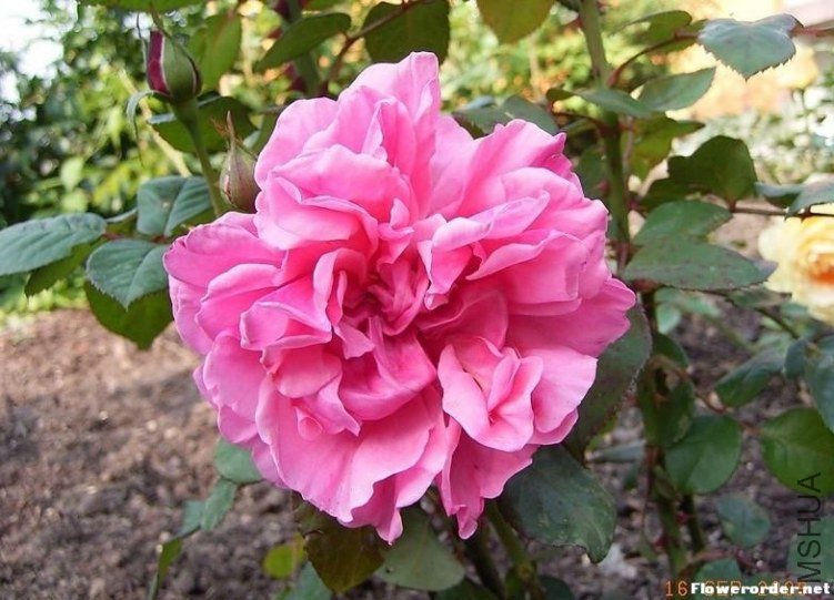 ������ŵ ��Inclus��.jpg