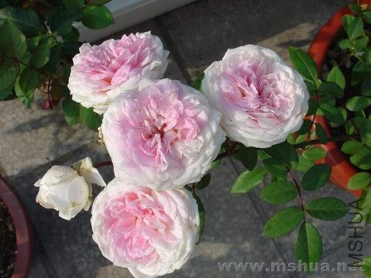 ��ױ¥��Fun Jwan Lo��.jpg