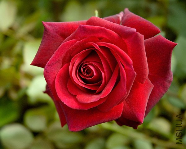 ����˿����Edith Piaf��.jpg