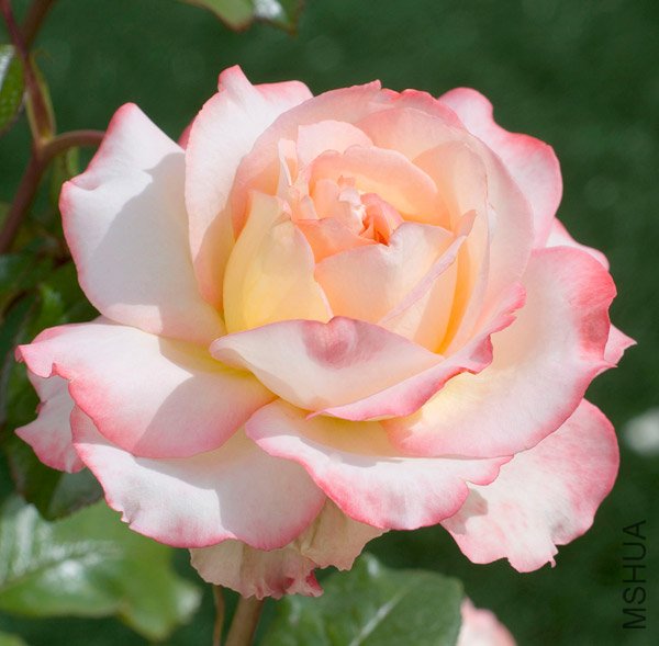 Ƥ���������ǣ�Pierre Tchernia ��.jpg