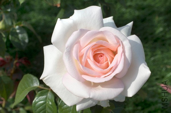 ԰�����ӣ�Prince Jardinier ��.jpg