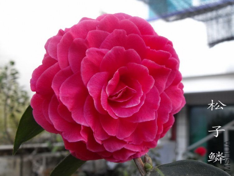DSCF0745.jpg