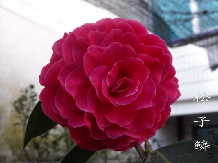 DSCF0746.jpg