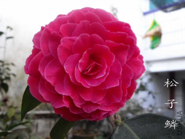 DSCF0747.jpg
