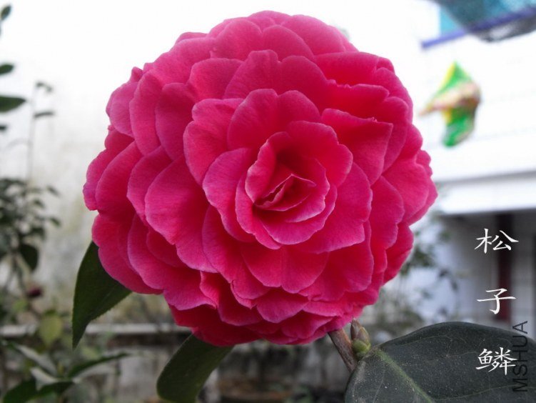 DSCF0748.jpg