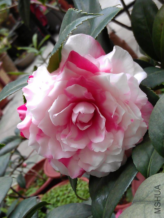 IMAG0385.jpg