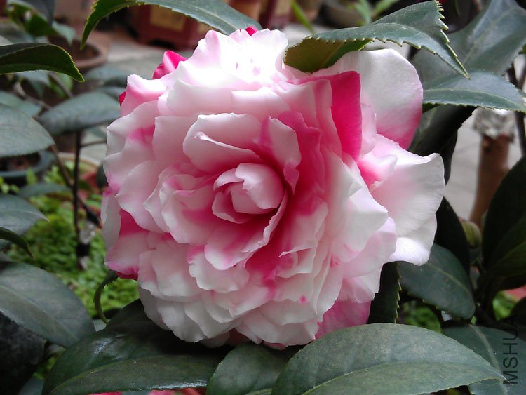 IMAG0386.jpg