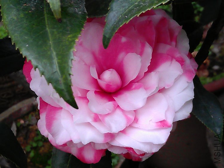 IMAG0393.jpg