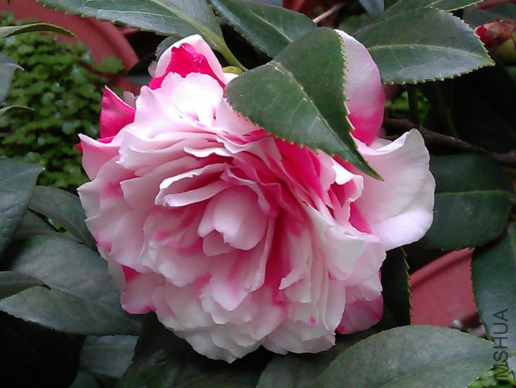 IMAG0392.jpg