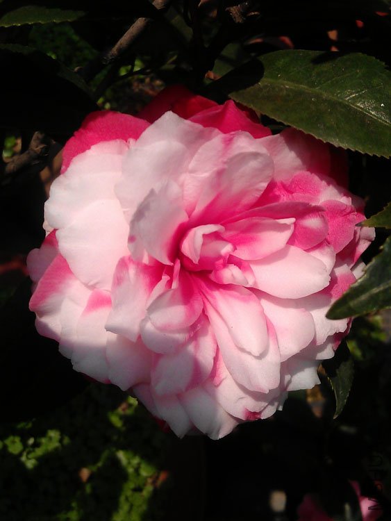 IMAG0401.jpg