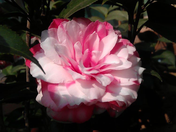IMAG0402.jpg
