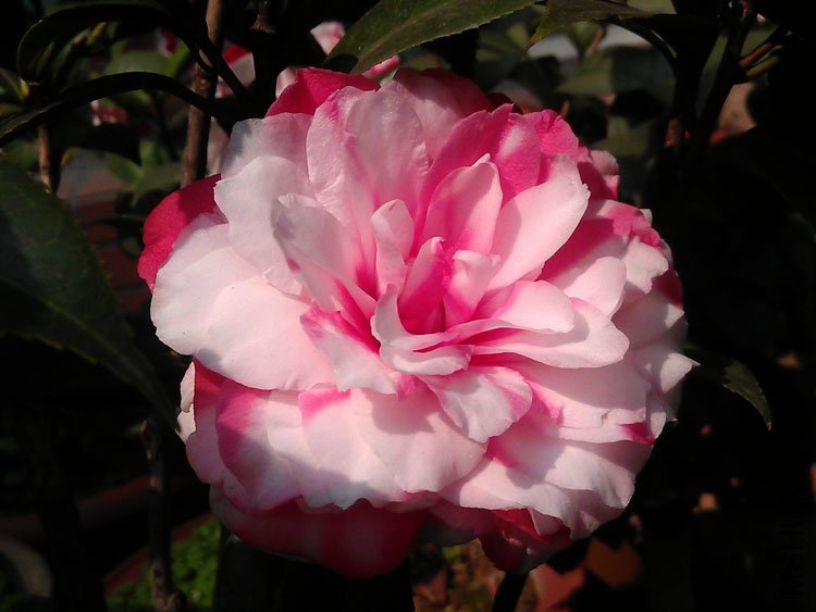 IMAG0403.jpg